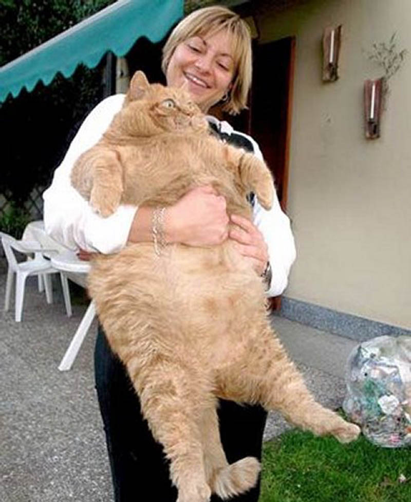 Gros chat