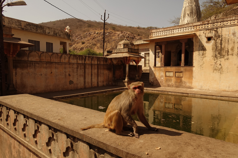 Mon voyage à Jaipur en Inde Temples de Galta Temples des Singes