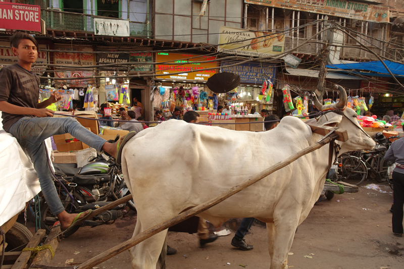 Mon voyage à Delhi en Inde