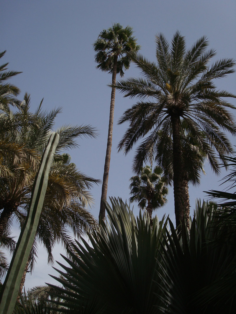 Mon voyage au Maroc: Le Jardins de Majorelles à Marrakech